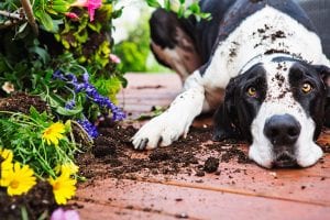 Now is the Perfect Time to Contact a Deck Builder