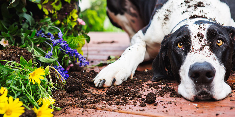 Now is the Perfect Time to Contact a Deck Builder